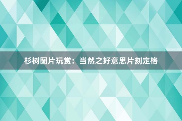 杉树图片玩赏：当然之好意思片刻定格